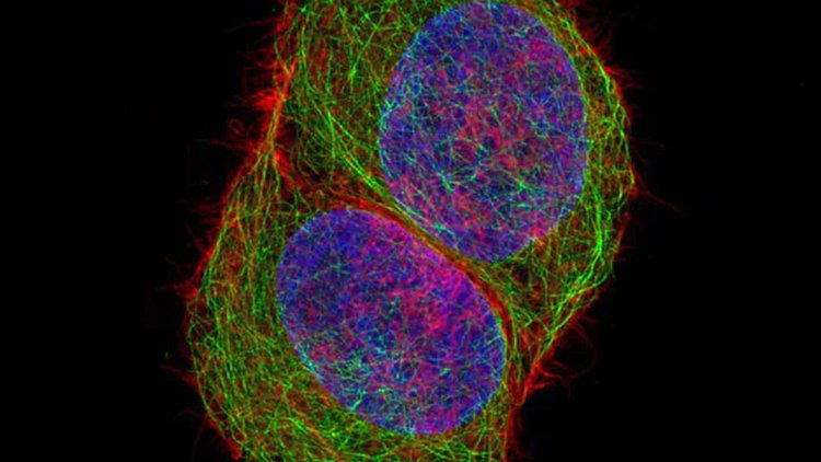 莱芜共聚焦显微镜