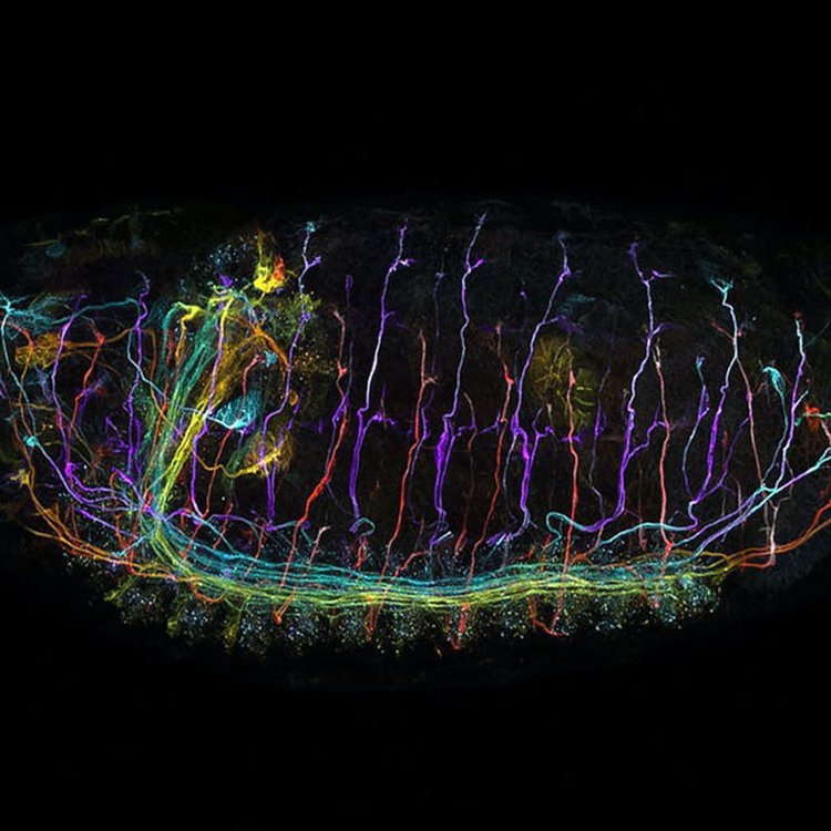 莱芜共聚焦显微镜